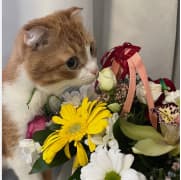 Изображение питомца